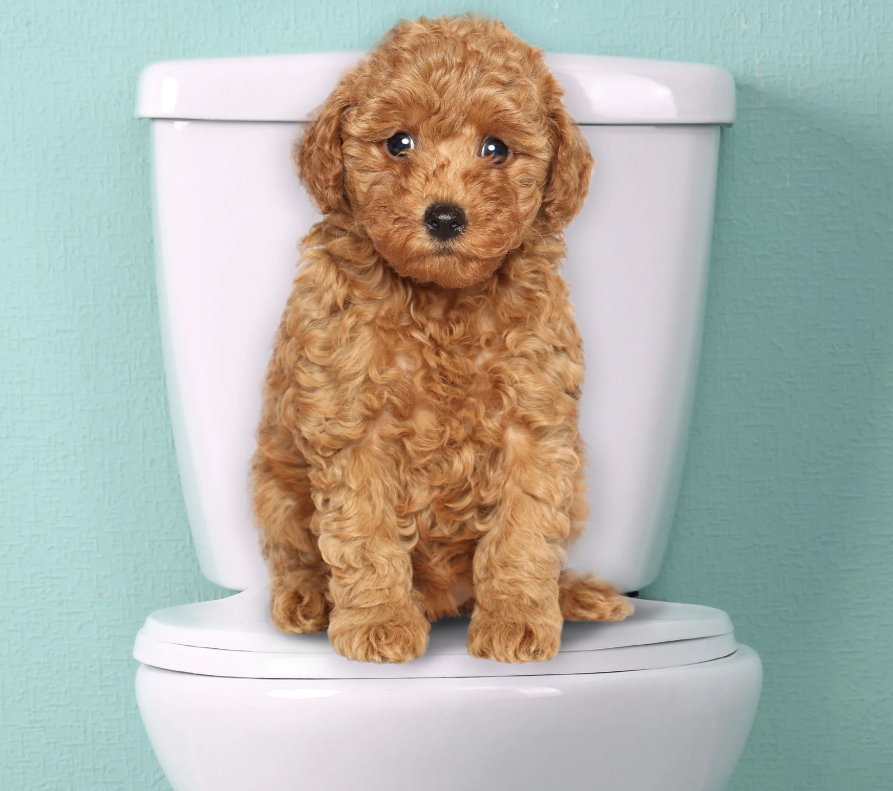 potty training golden doodles